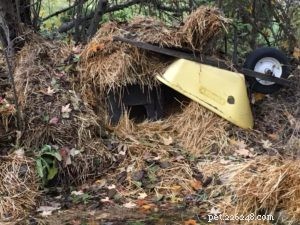 冬の複数の猫のための屋外の猫の避難所として小屋を使用する 
