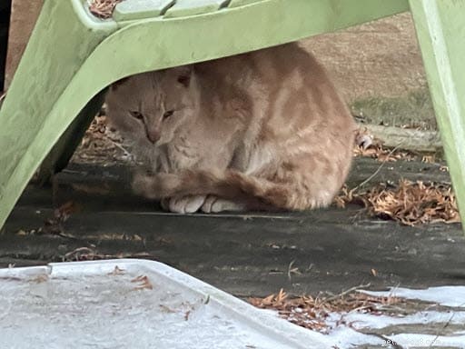Vriendelijke zwerfkat probeert lid te worden van de kattenkolonie maar wordt gered