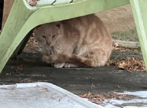 Přátelská toulavá kočka se pokouší připojit ke kolonii koček, ale je zachráněna