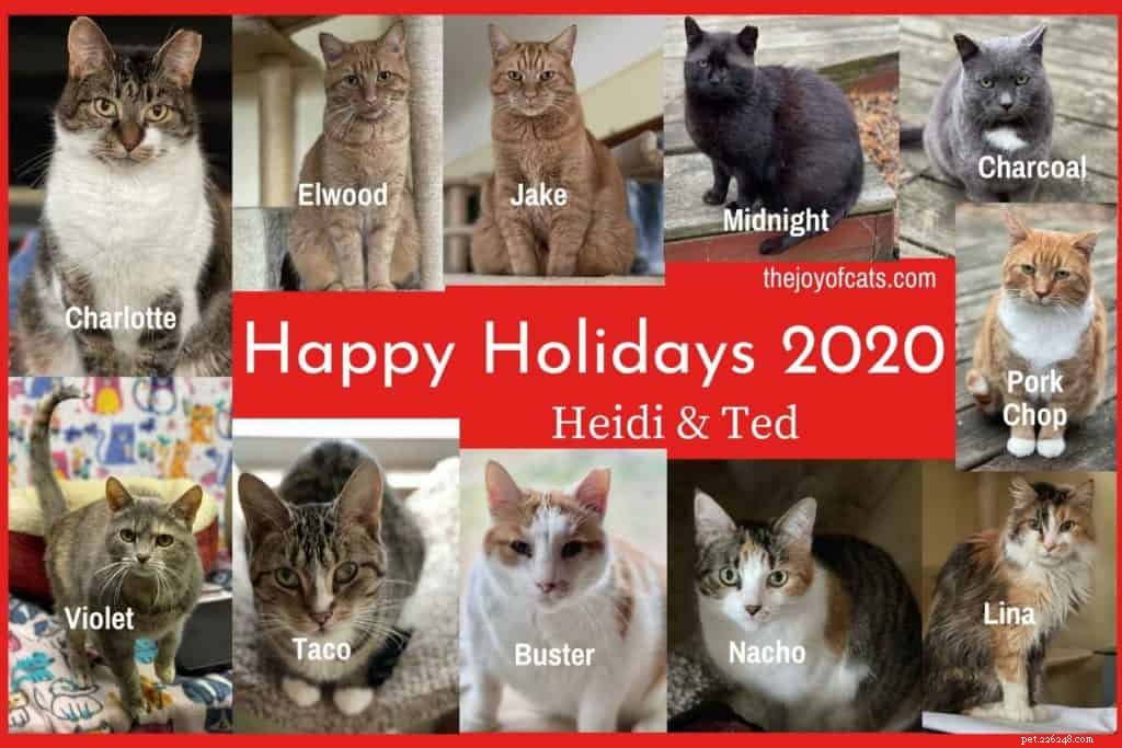 2020 výroční dopis pro kočky na konci roku 