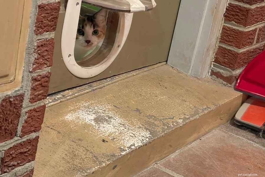 Průvodce problémem s odpadkovým košem pro kočky