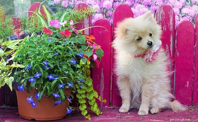 110+ beste Pommerse hondennamen met betekenissen
