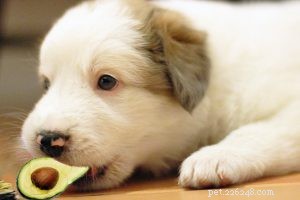 110+ melhores nomes de cães da Pomerânia com significados