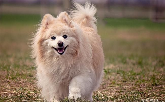 110+ лучших имен для померанских собак со значениями