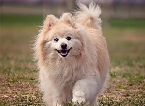 110+ bästa Pomeranian-hundnamn med betydelse