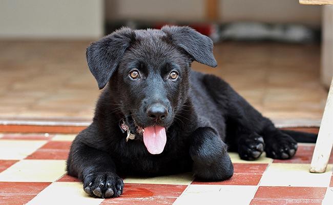 130+ glänsande och attraktiva svarta hundnamn