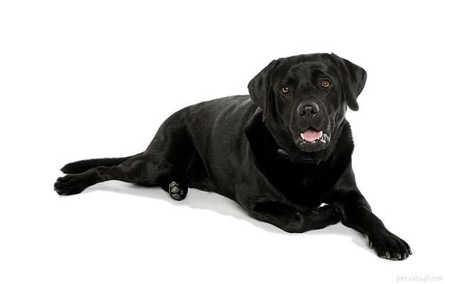 130+ glanzende en aantrekkelijke namen voor zwarte honden