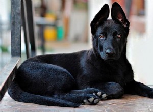 130+ třpytivých a atraktivních jmen černých psů