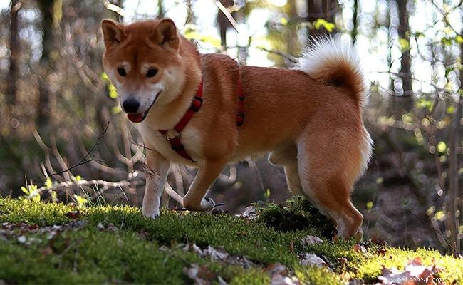 Shiba Inu 이름 – 강아지를 위한 115개의 멋진 이름