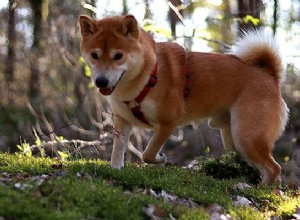 Shiba Inu 이름 – 강아지를 위한 115개의 멋진 이름