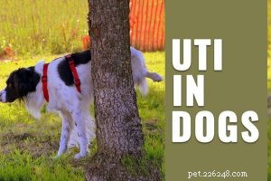 170+ beste namen voor kleine honden met beknopte betekenissen