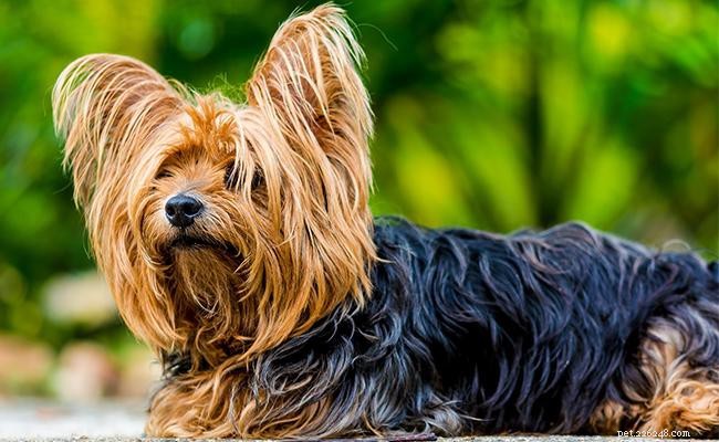 Plus de 170 meilleurs noms de petits chiens soutenus par des significations concises