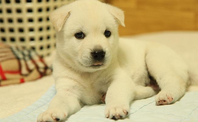 125+ beste Koreaanse hondennamen met volledige betekenis