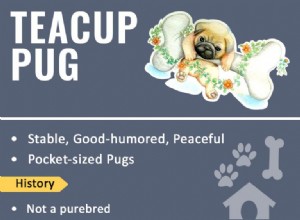 ティーカップパグ–小さな犬についての9つの興味深い未知の事実 