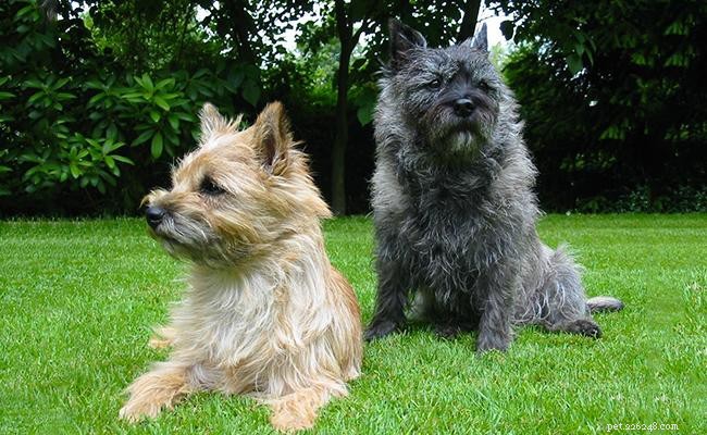 Cairn Terrier – 개 품종 정보 및 입양 정보