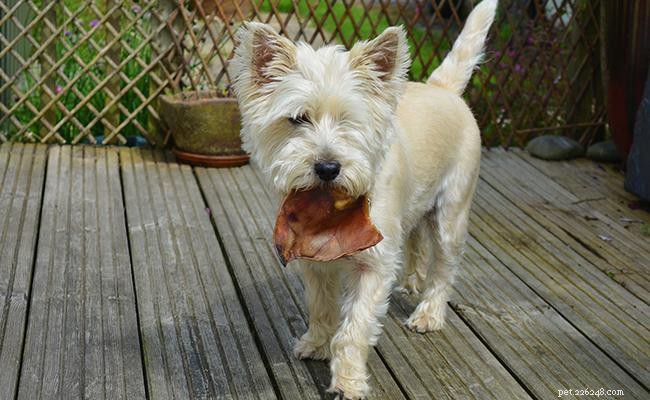 Cairn Terrier – Hundrasinformation och tips om adoption
