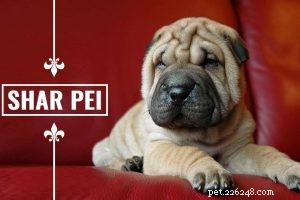 Керн-терьер — информация о породе собак и советы по ее усыновлению