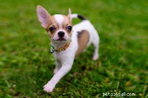 Cairn Terrier – 개 품종 정보 및 입양 정보