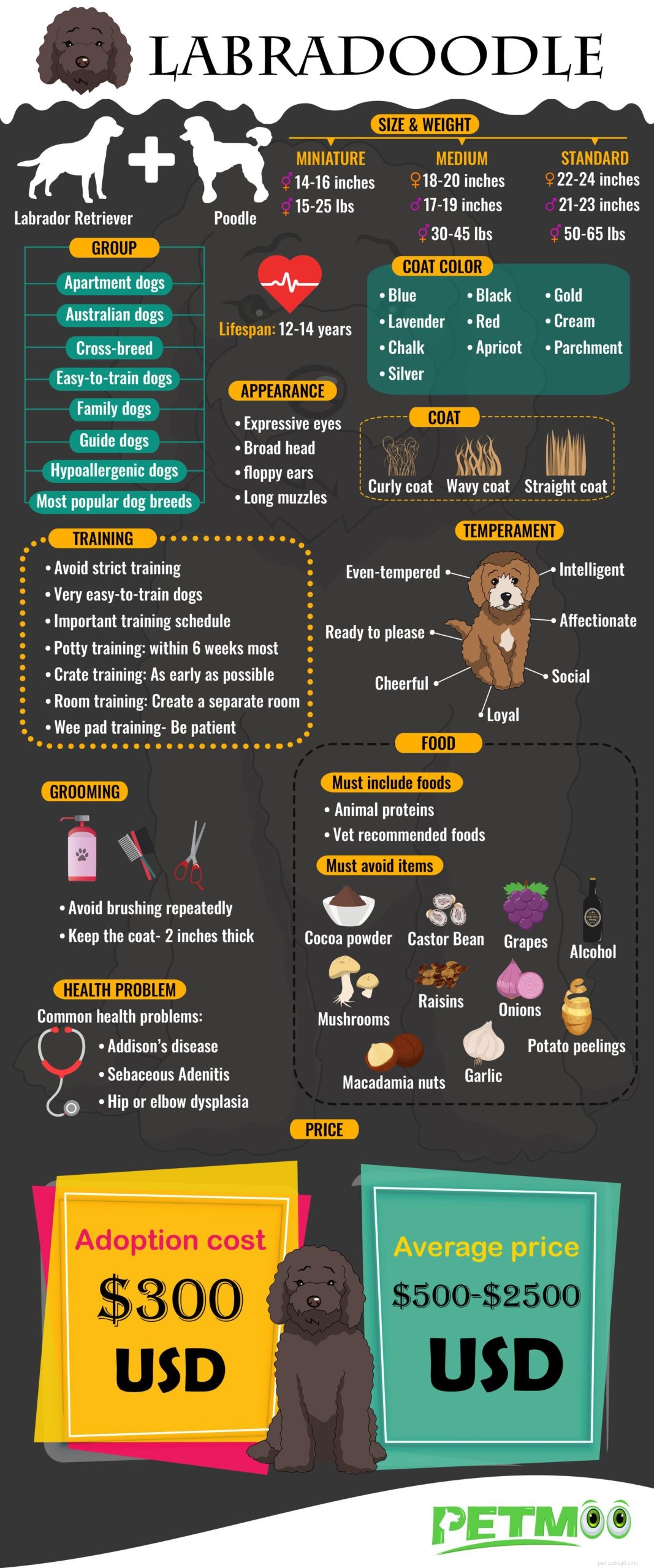 Labradoodle – 개 품종 정보를 알아야 하는 10가지