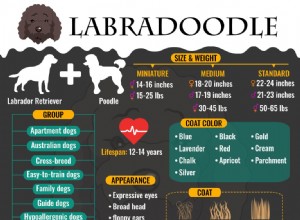 ラブラドゥードル–犬の品種情報を知っておくべき10 