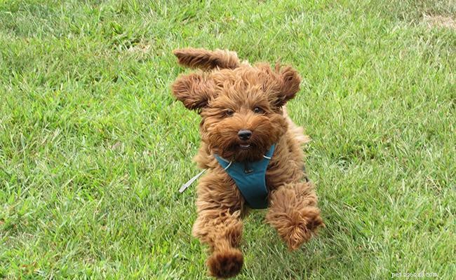 Лабрадудель – 10 сведений о породах собак, которые необходимо знать