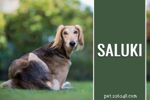 Dachshund – Informazioni sul temperamento e sulla razza canina