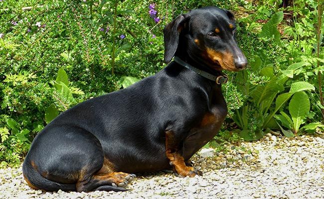 Dachshund – Informações sobre temperamento e raça de cães