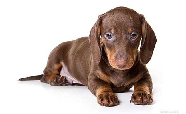 Teckel – Temperament en informatie over hondenrassen