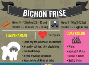 Bichon Frise – Informações completas sobre a raça do cão