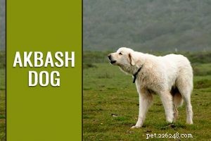 Dachshund – Informazioni sul temperamento e sulla razza canina