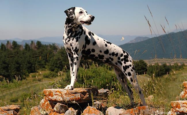 Dalmatin – kompletní informace o plemeni psa