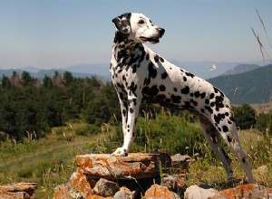 ダルメシアン–完全な犬種情報