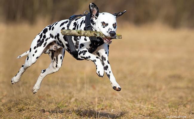 Dalmata – Informazioni complete sulla razza canina