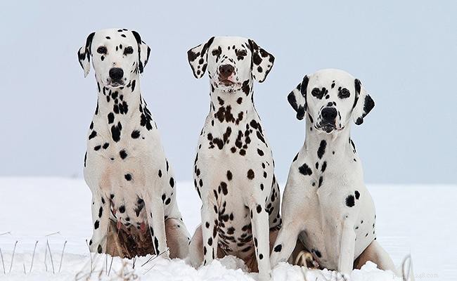 Dalmatiner – fullständig information om hundraser
