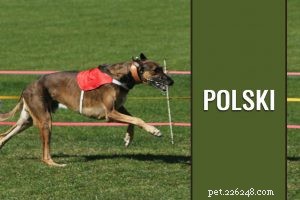 Chiots bouledogues français – Informations complètes sur la race de chien
