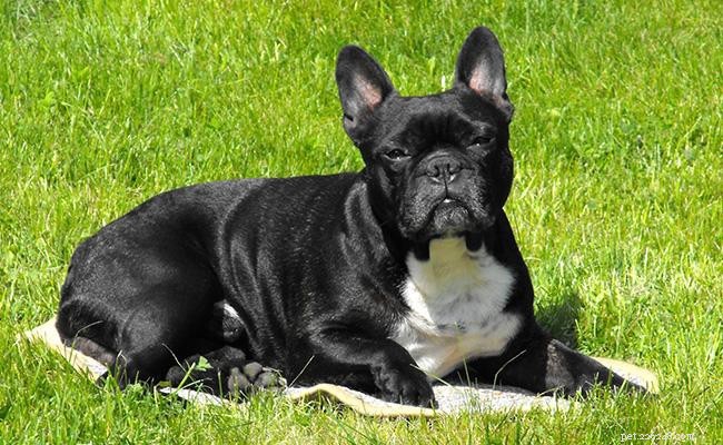 Filhotes de Bulldog Francês – Informações completas sobre a raça do cão