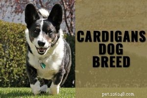 Cuccioli di Bulldog francesi – Informazioni complete sulla razza di cani