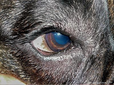 Chiots bouledogues français – Informations complètes sur la race de chien