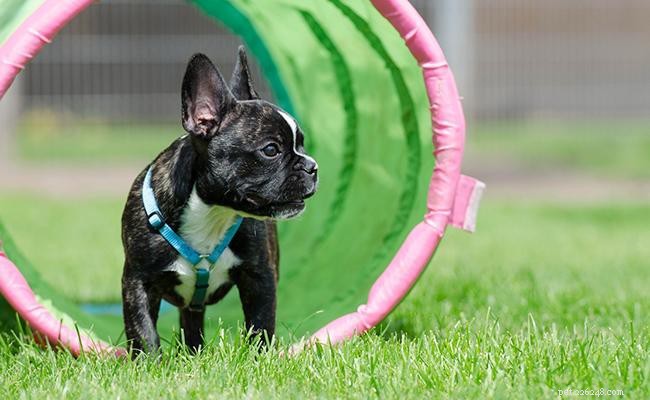 Franse Bulldog-puppy s - Volledige informatie over hondenrassen