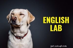 Filhotes de Bulldog Francês – Informações completas sobre a raça do cão