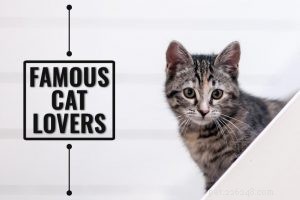 FIV陽性猫と陰性猫は一緒に暮らすことができますか？ 