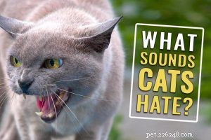 Kunnen FIV-positieve en negatieve katten samenleven?