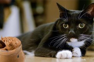 Kan FIV-positiva och negativa katter leva tillsammans?