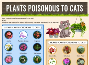 Växter som är giftiga för katter – håll ett öga på utforskaren