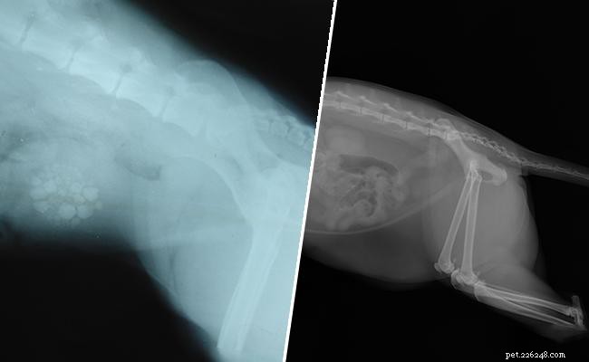 Tout ce que vous devez savoir sur Cat X Ray