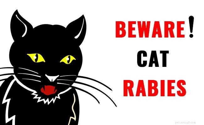 Rabbia nei gatti:segni, precauzioni e trattamenti