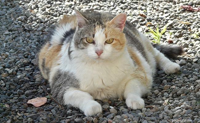 Diabète chez les chats – Types, symptômes, causes et traitements