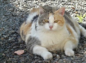 Diabète chez les chats – Types, symptômes, causes et traitements