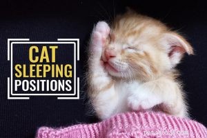 15 fatti strani che non sapevi sul tuo gatto
