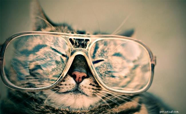 15 podivných faktů, které jste o své kočce nevěděli